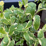 Fresh peppermint seeds growing into variegated pineapple mint plants
