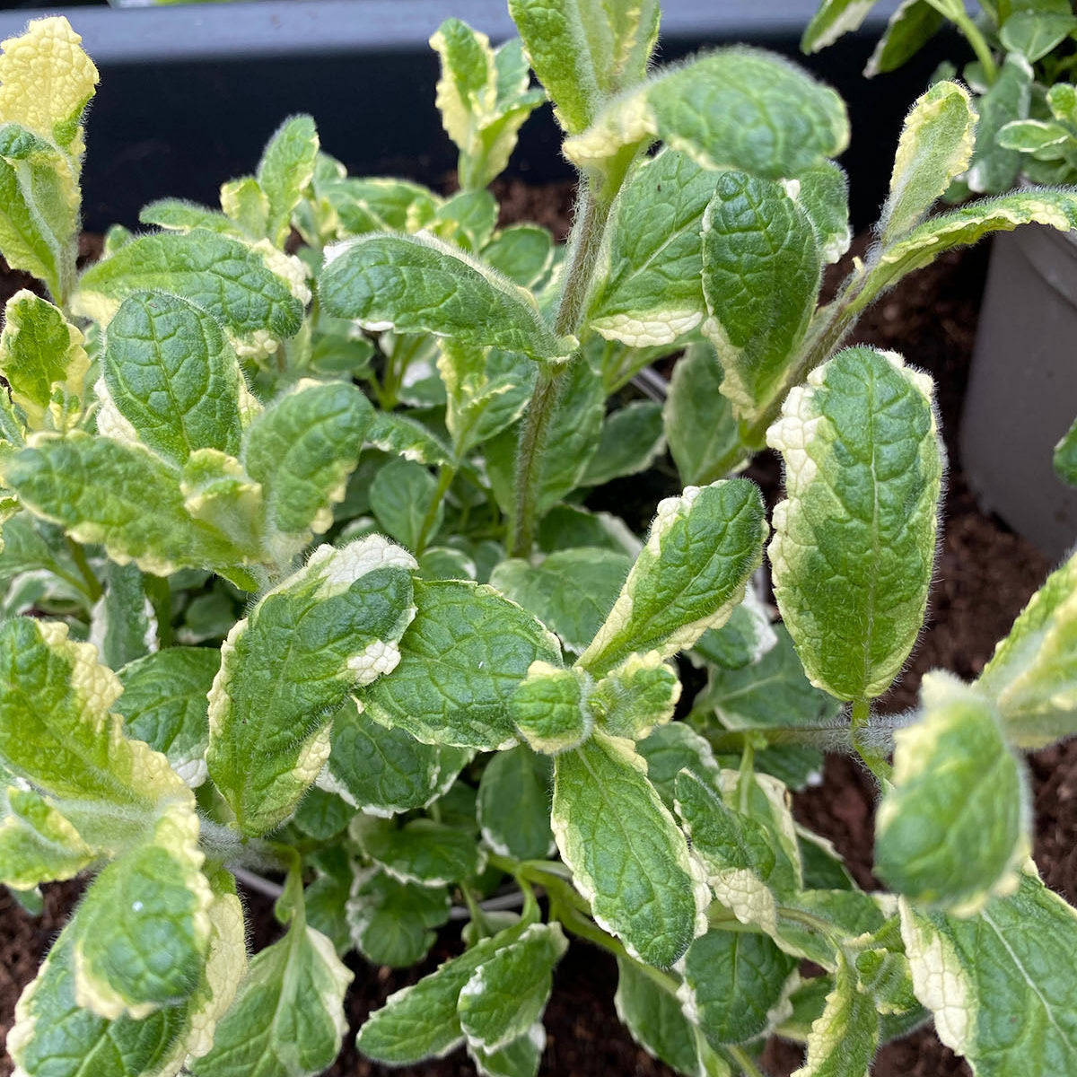 Fresh peppermint seeds growing into variegated pineapple mint plants