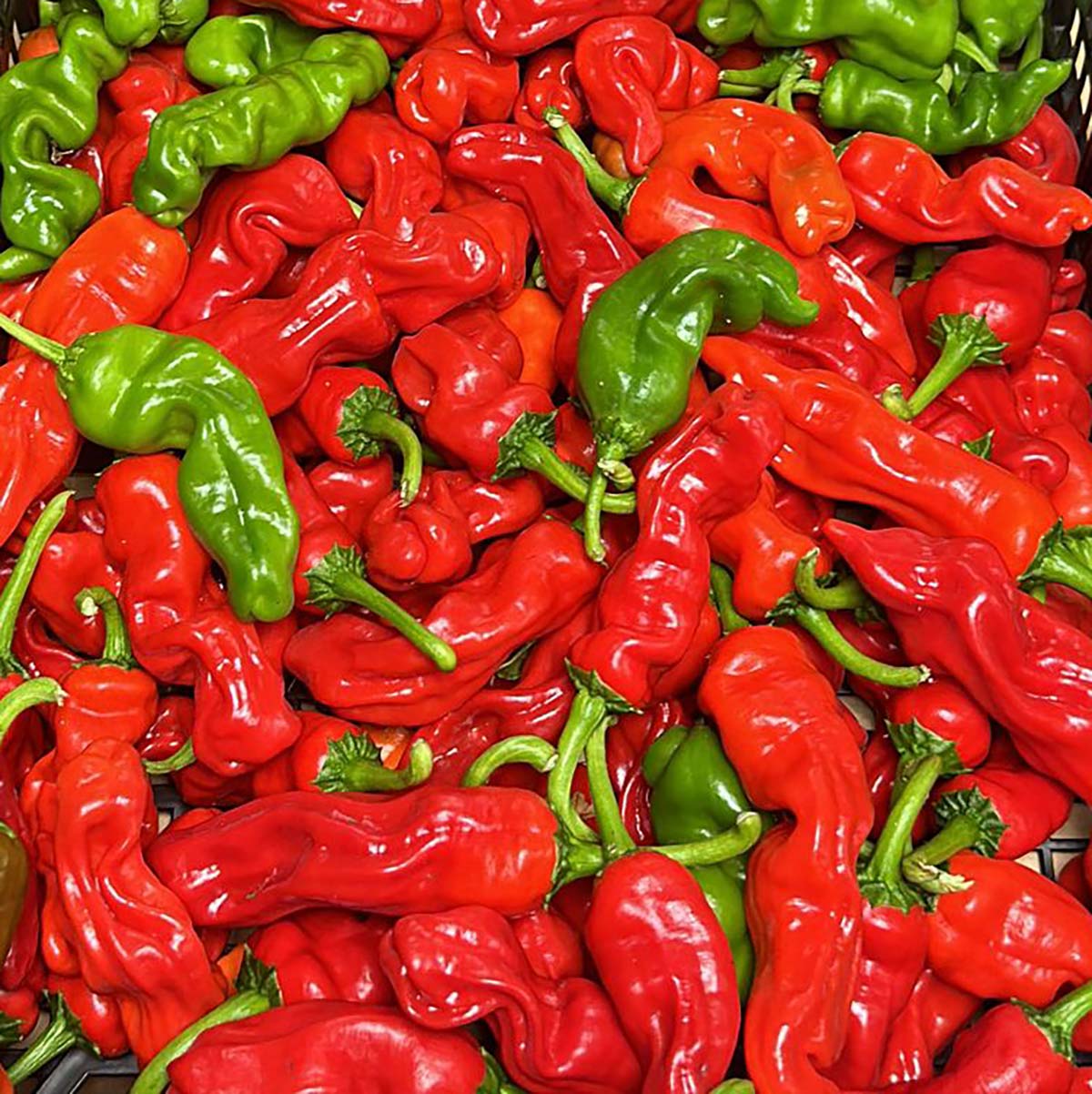 Chili Pepper Vegetable Seeds for Planting