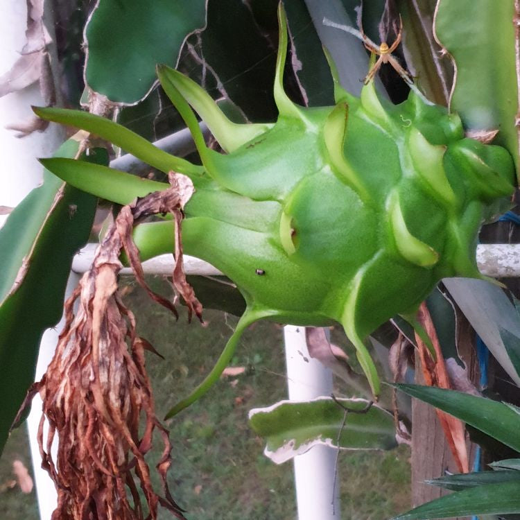 Fresh Pitaya light green seeds non GMO for home gardening