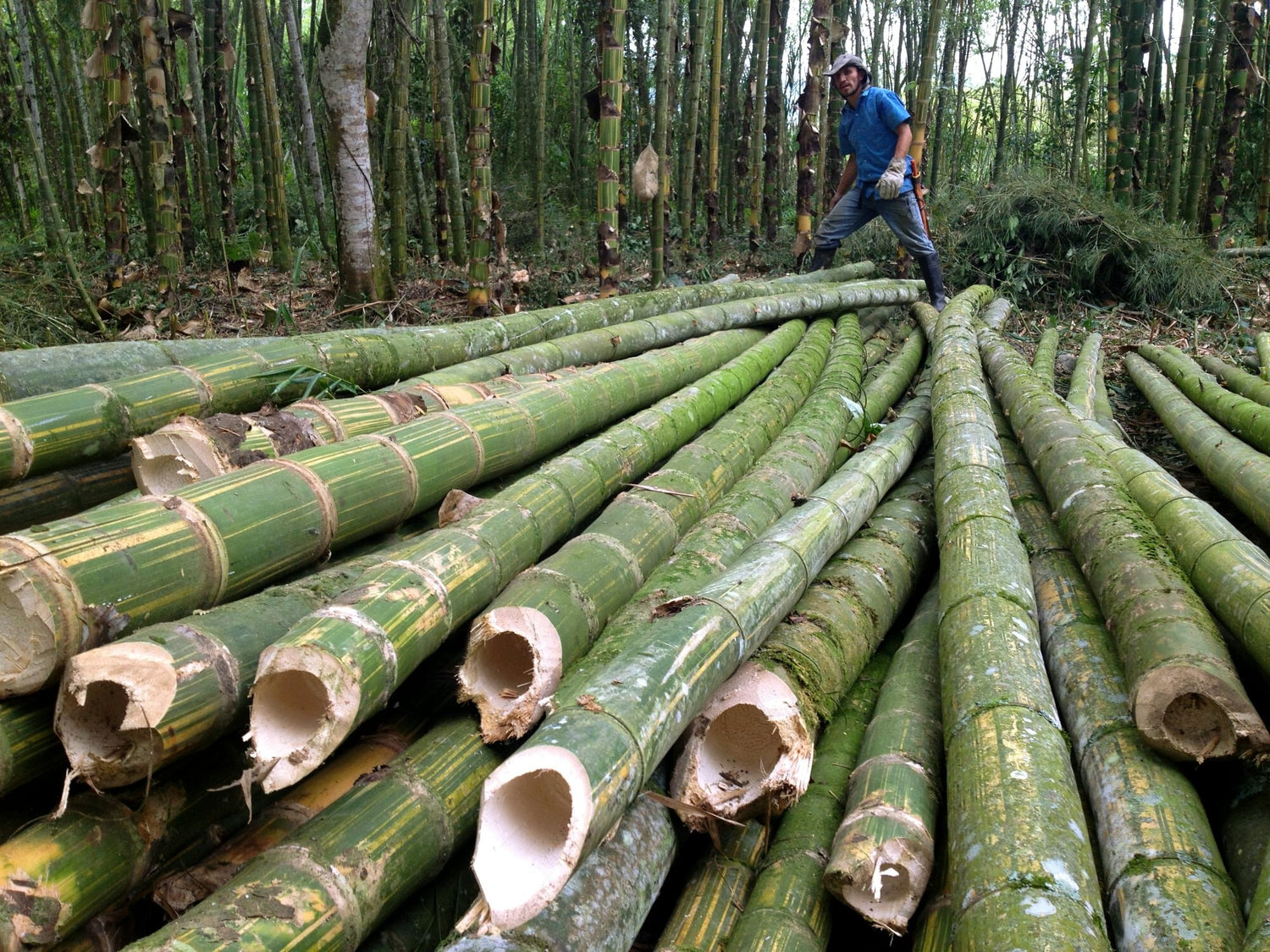 Giant Bamboo