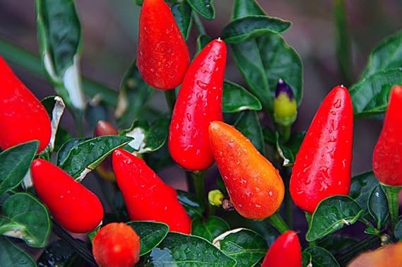 Fresno Chili Pepper Seeds – Organic Hot Peppers Hotter than Jalapeno - Dharaseeds