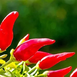Fresno Chili Pepper Seeds – Organic Hot Peppers Hotter than Jalapeno - Dharaseeds