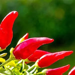 Fresno Chili Pepper Seeds – Organic Hot Peppers Hotter than Jalapeno - Dharaseeds