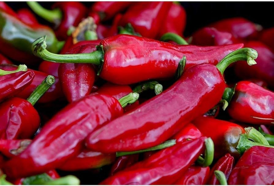 Fresno pepper seeds – mildly hot chili for salsa and grilling - Dharaseeds