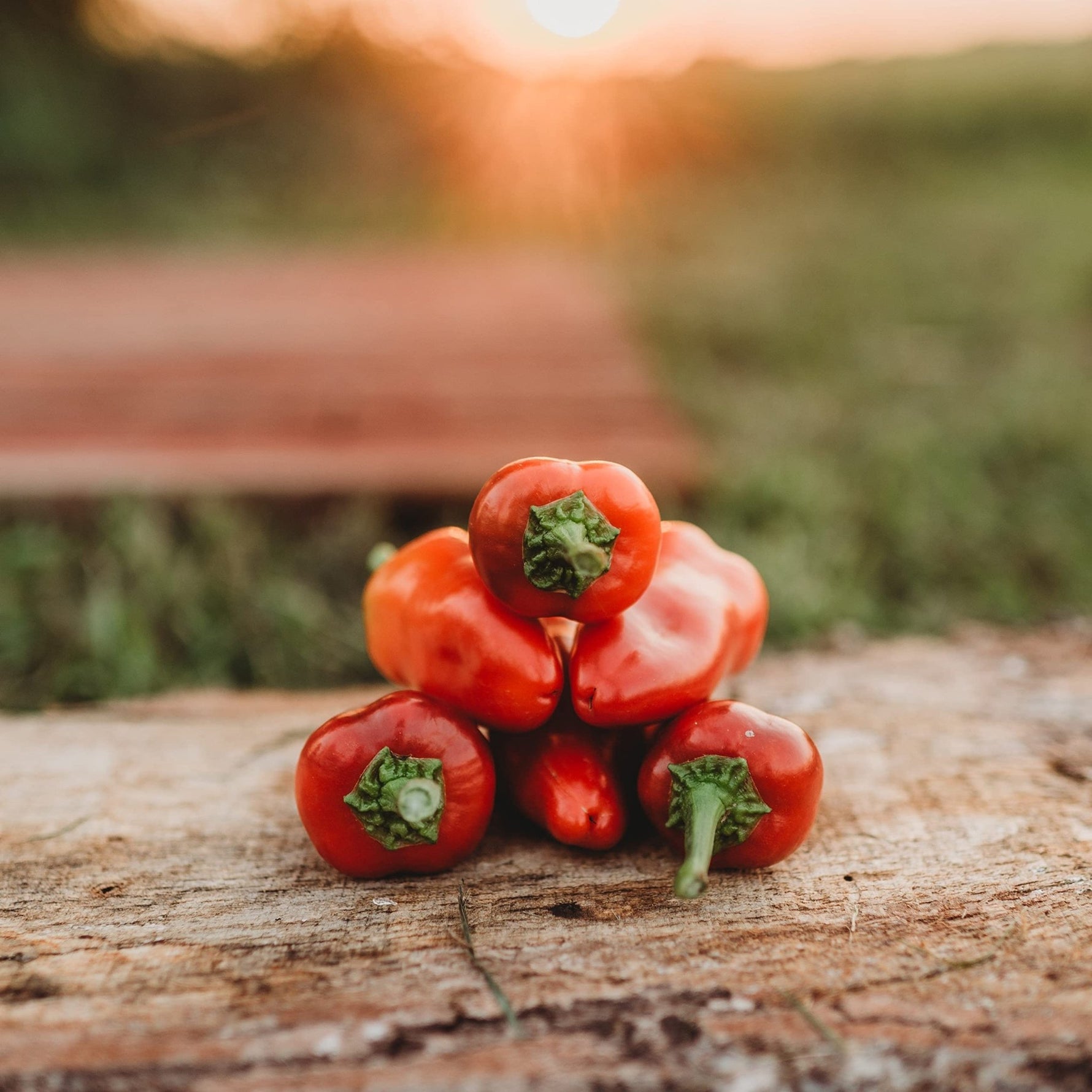 Fresno pepper seeds – mildly hot chili for salsa and grilling - Dharaseeds