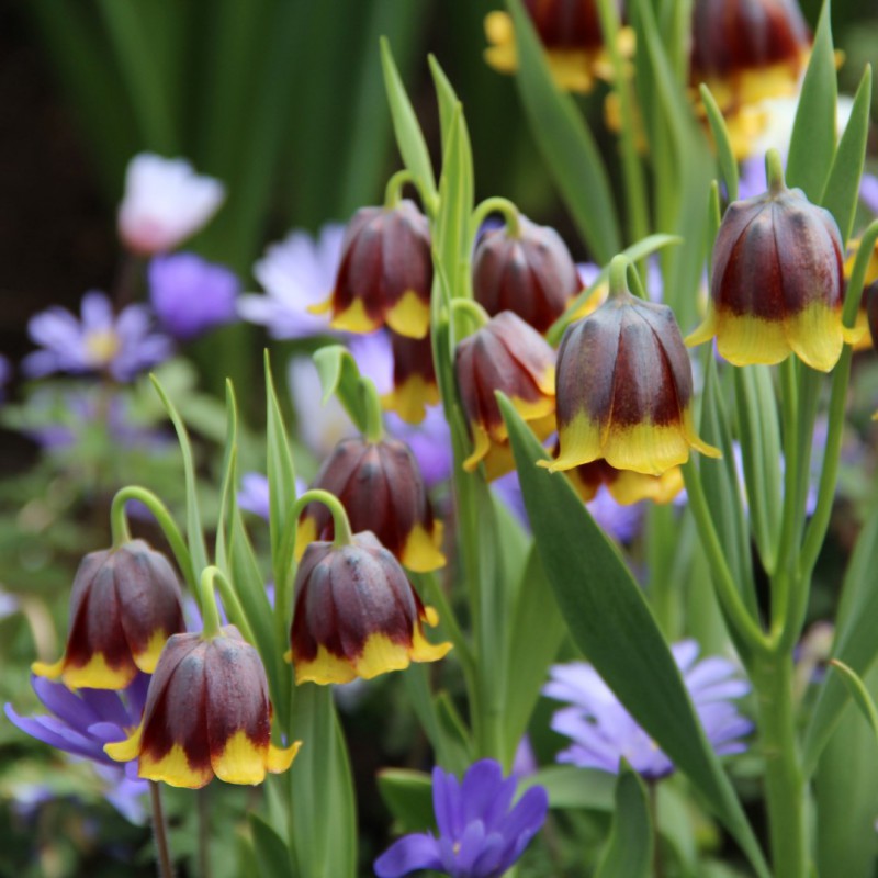 Fritillaria Anemone Fairy Tale Blend Bulbs