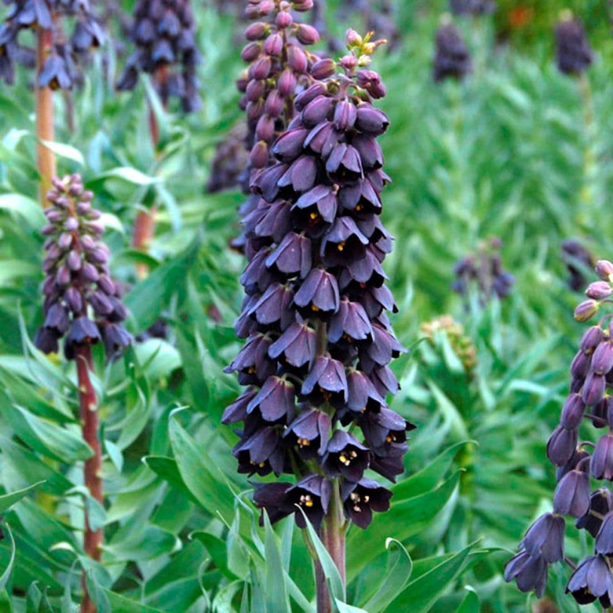 Fritillaria persica Crown Imperial Bulbs