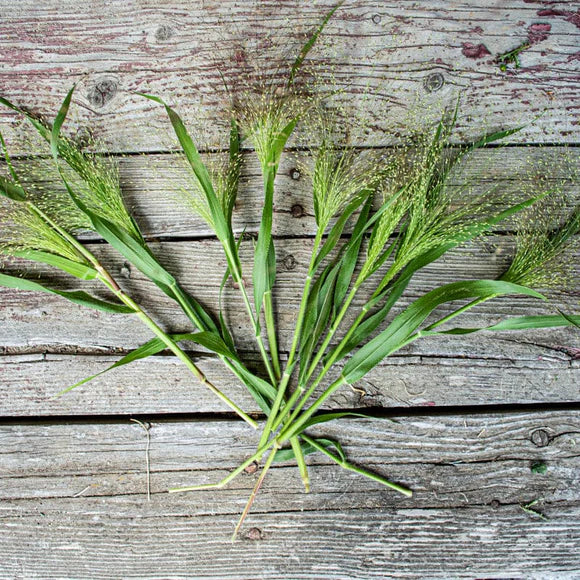 Frosted Explosion Ornamental Grass Seed