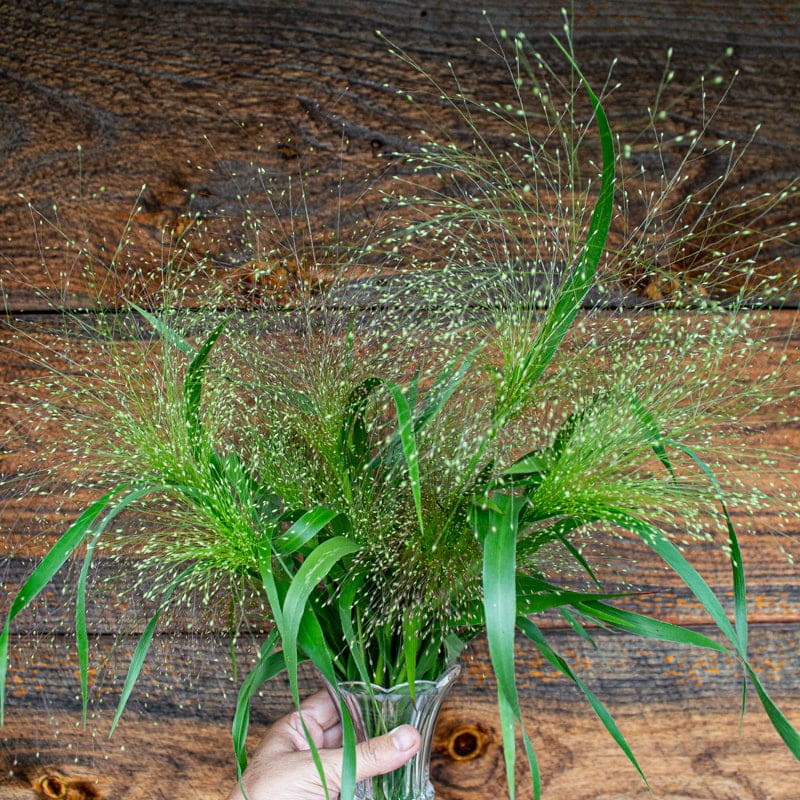 Frosted Explosion Ornamental Grass Seed