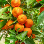 fruit bonsai tree seeds for home garden and balcony planting