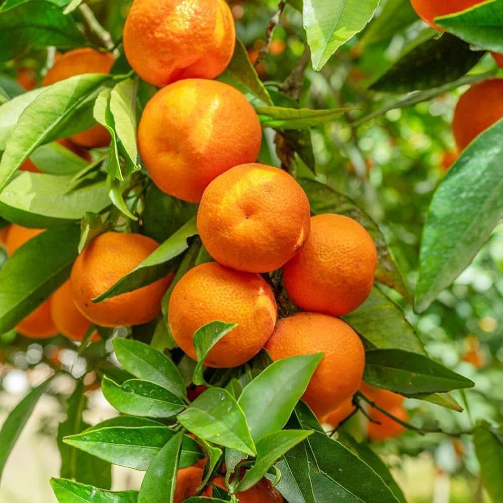 fruit bonsai tree seeds for home garden and balcony planting