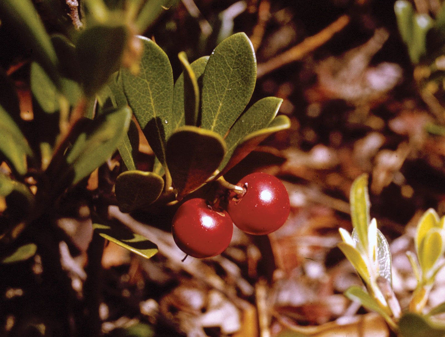 Bearberry Seeds (Arctostaphylos uva-ursi)