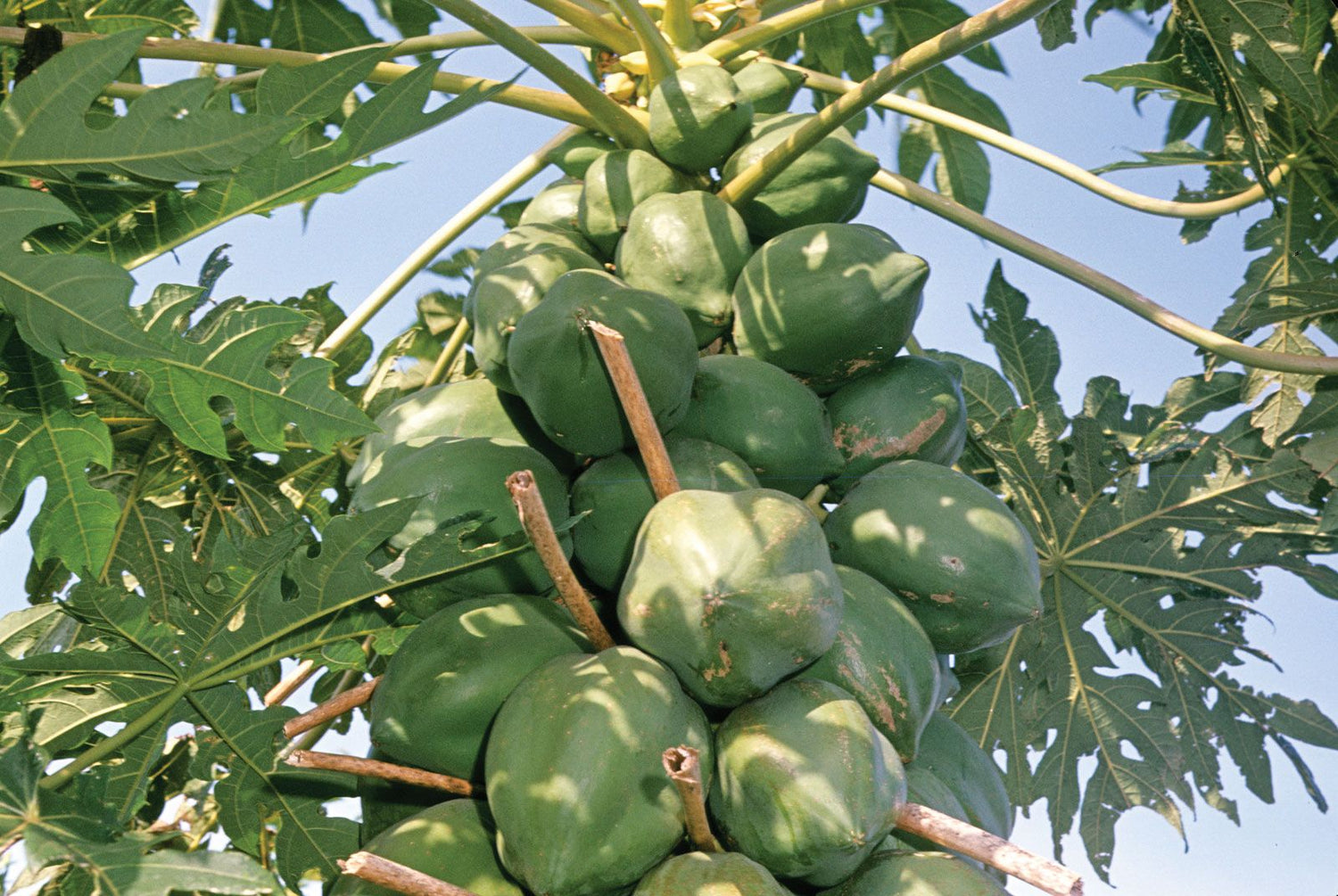 Papaya (Carica papaya) Seeds