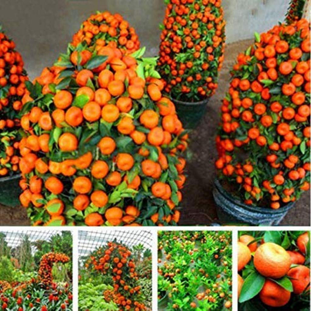 fruit tree bonsai seeds mix kiwi cherry apple orange seeds for home gardening