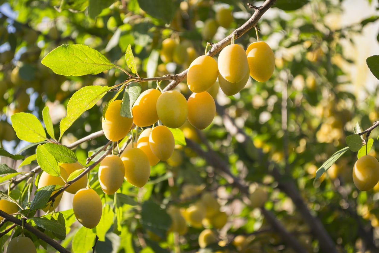 Yellow Plum (Prunus domestica / Common Name: Yellow Plum)