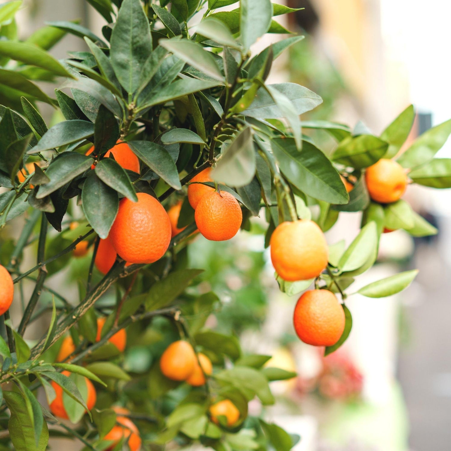 Fukushu Kumquat (Fortunella japonica)