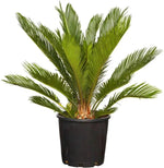 Green Cycads Planting Seeds for Garden NON GMO Seeds for planting in home garden