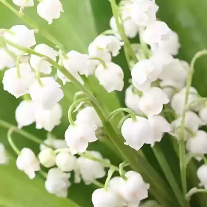 White Windbell Orchid Seeds for Planting - NON GMO Seeds Dhara Seeds