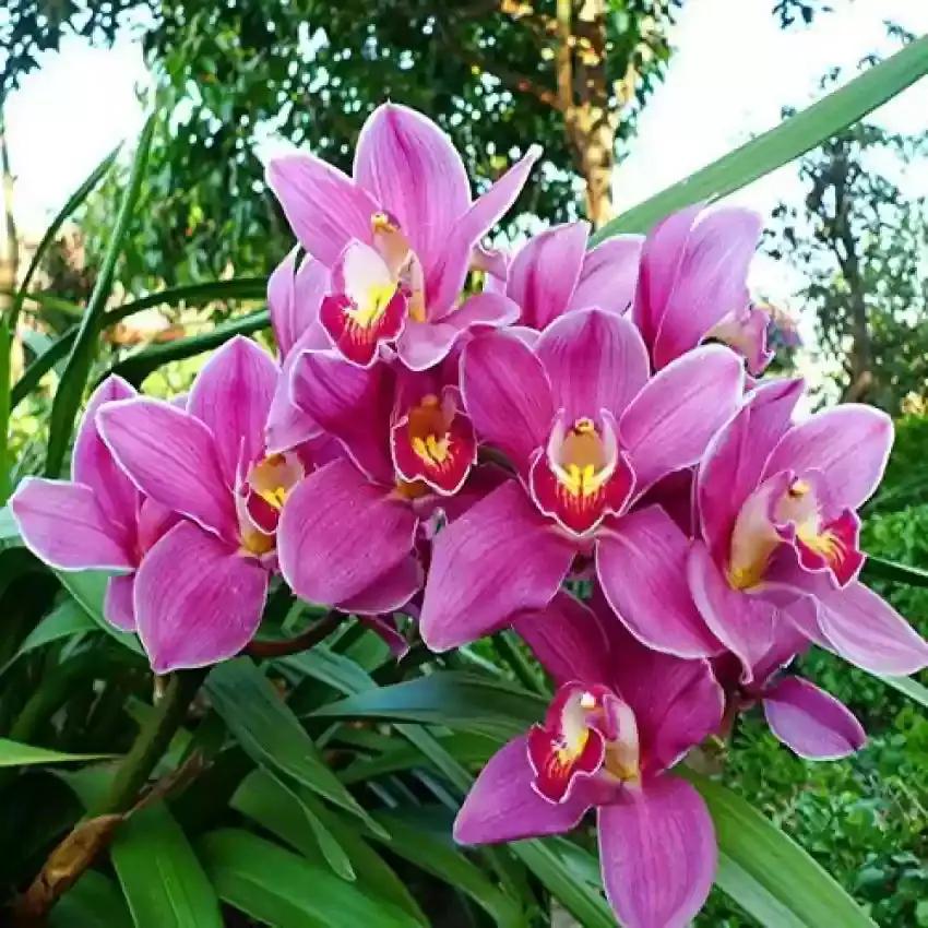 Pink Cymbidium Orchid Seeds - Heirloom Non-GMO Planting Seeds seeds for planting in home garden