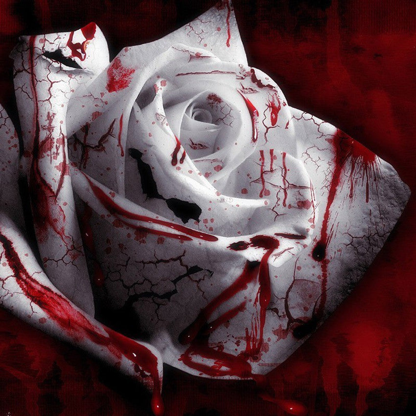 Rose Rosa hybrida White Blood Flowering Seeds For Planting in home garden or vertical trellis space