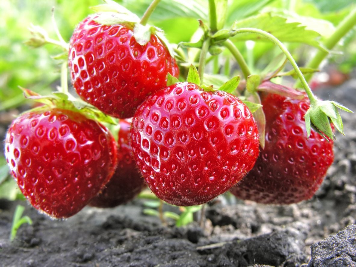 Oso Grande Strawberry (Fragaria × ananassa) Seeds