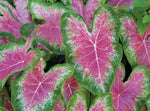 Purple Green Caladium Plant Seeds - Decorative Leaf Plant Seeds -Heirloom & Non-GMO Seeds for planting Dhara Seeds