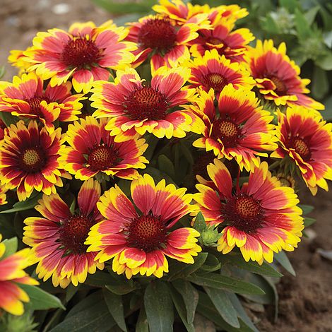 Gaillardia Aristata Flower + Open Pollinated heirloom non-gmo garden seeds