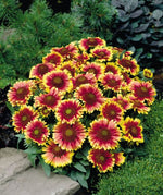 Gaillardia Arizona Sun heirloom non-gmo garden seeds