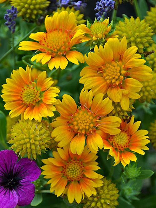 Gaillardia Arizona Apricot Imported heirloom non-gmo garden seeds