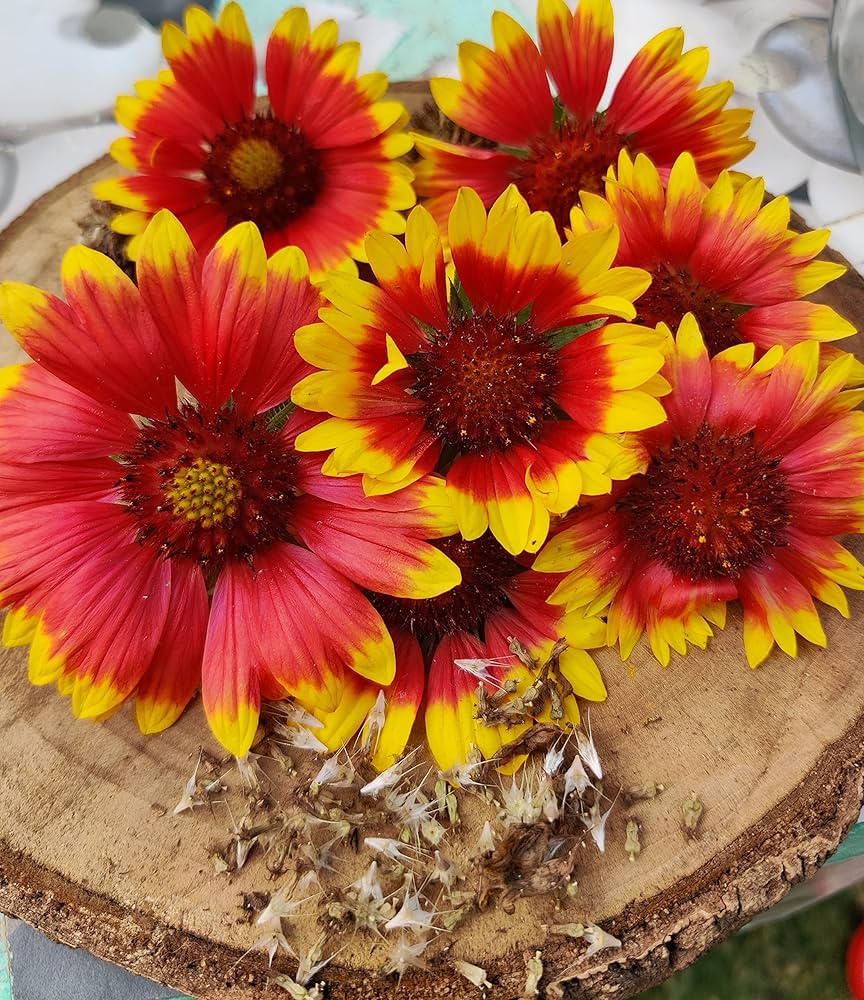 Gaillardia Burgundy Blanketflower Seeds – Deep Red Perennial Blooms - Dharaseeds