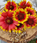 Gaillardia Burgundy Blanketflower Seeds – Deep Red Perennial Blooms - Dharaseeds