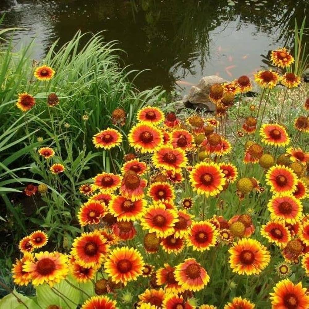Gaillardia Dazzler Blanket Flower Seeds – Bright, Bee - Friendly Perennial - Dharaseeds