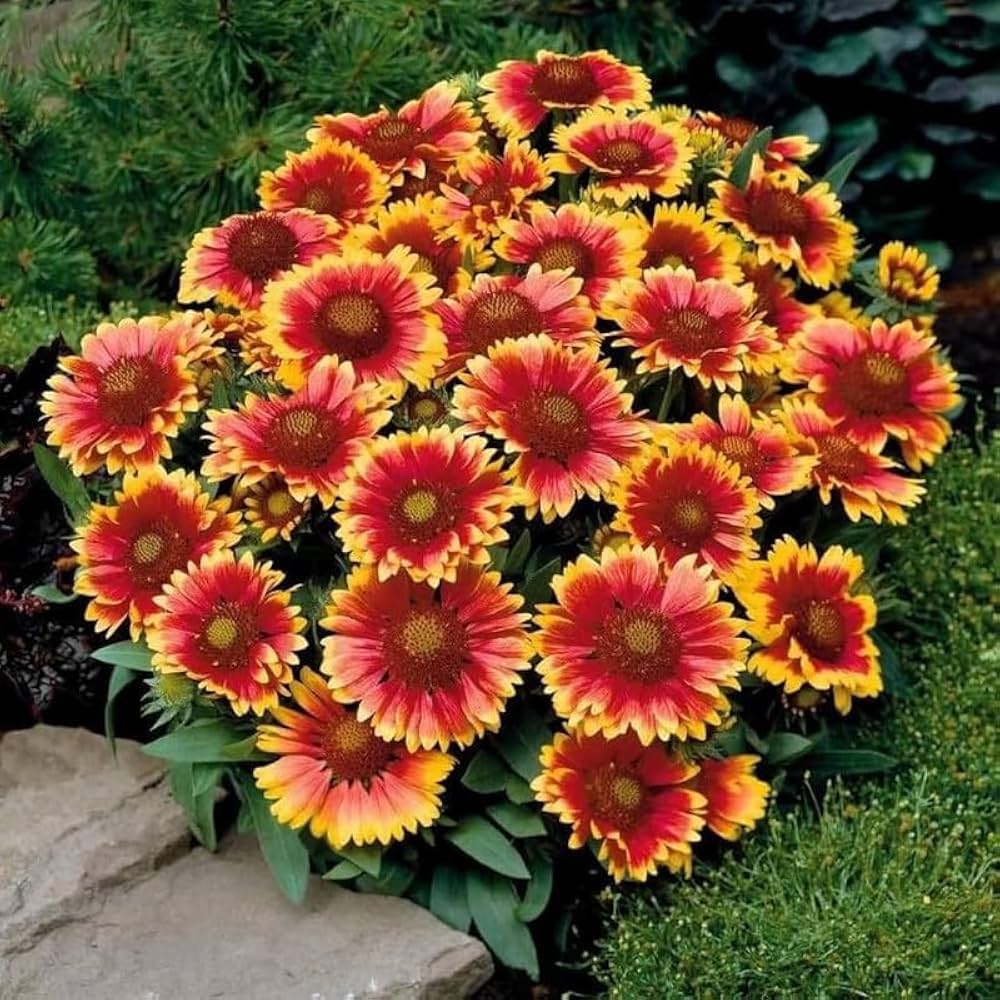 Gaillardia Dazzler Blanket Flower Seeds – Bright, Bee - Friendly Perennial - Dharaseeds