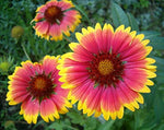 Gaillardia Dazzler Blanket Flower Seeds – Bright, Bee - Friendly Perennial - Dharaseeds