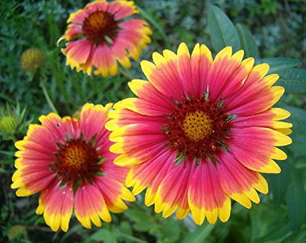 Gaillardia Dazzler Blanket Flower Seeds – Bright, Bee - Friendly Perennial - Dharaseeds