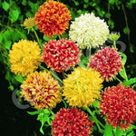 Gaillardia Pulchella Double Flower Open Pollinated heirloom non-gmo garden seeds