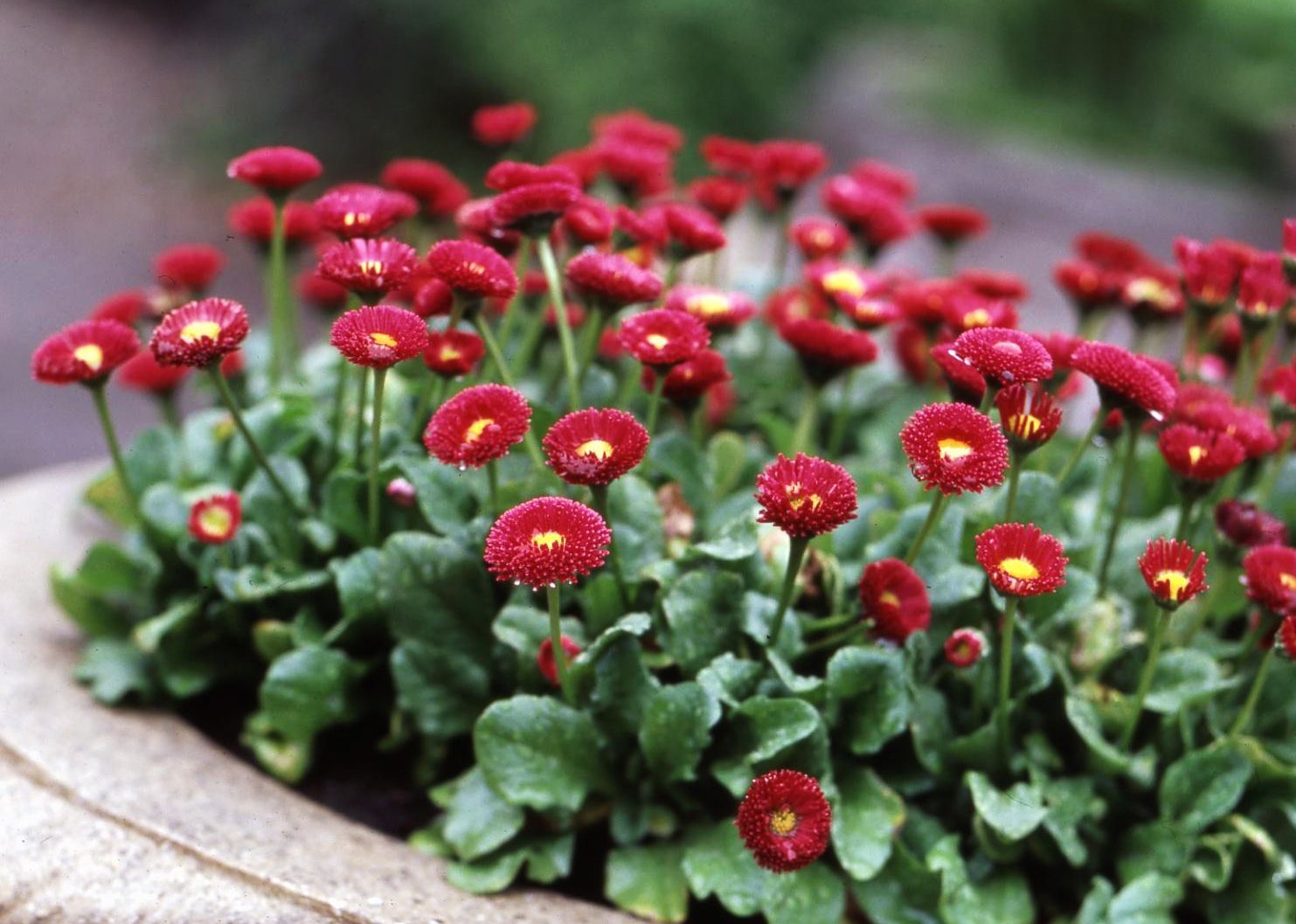Red Bellis English Daisy Self-Seeding Flower Seeds, Compact, Rich Red Blooms for Borders