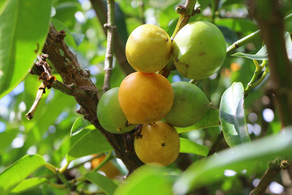 Gamboge (Garcinia hanburyi)