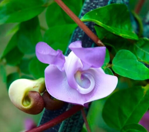Ganesh Vine Snail Vine Vigna Caracalla Open Pollinated heirloom non-gmo garden seeds