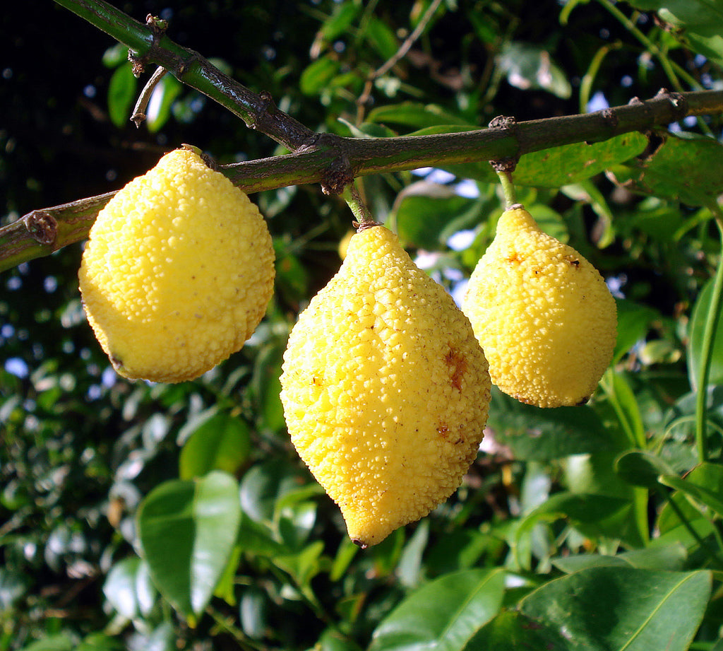 Charichuelo (Passiflora charichuela)