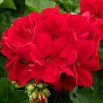 Garden Geranium Pelargonium zonale flower seeds for home garden pots and balcony planting - Dharaseeds