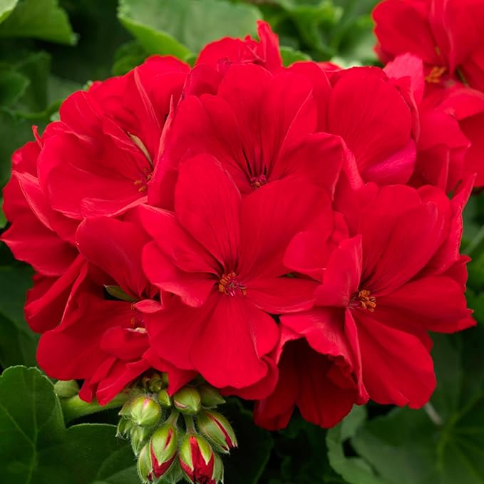 Garden Geranium Pelargonium zonale flower seeds for home garden pots and balcony planting - Dharaseeds