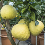 Pomelo citrus tree seeds for planting in garden