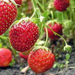 Garden strawberry seeds for pots and beds