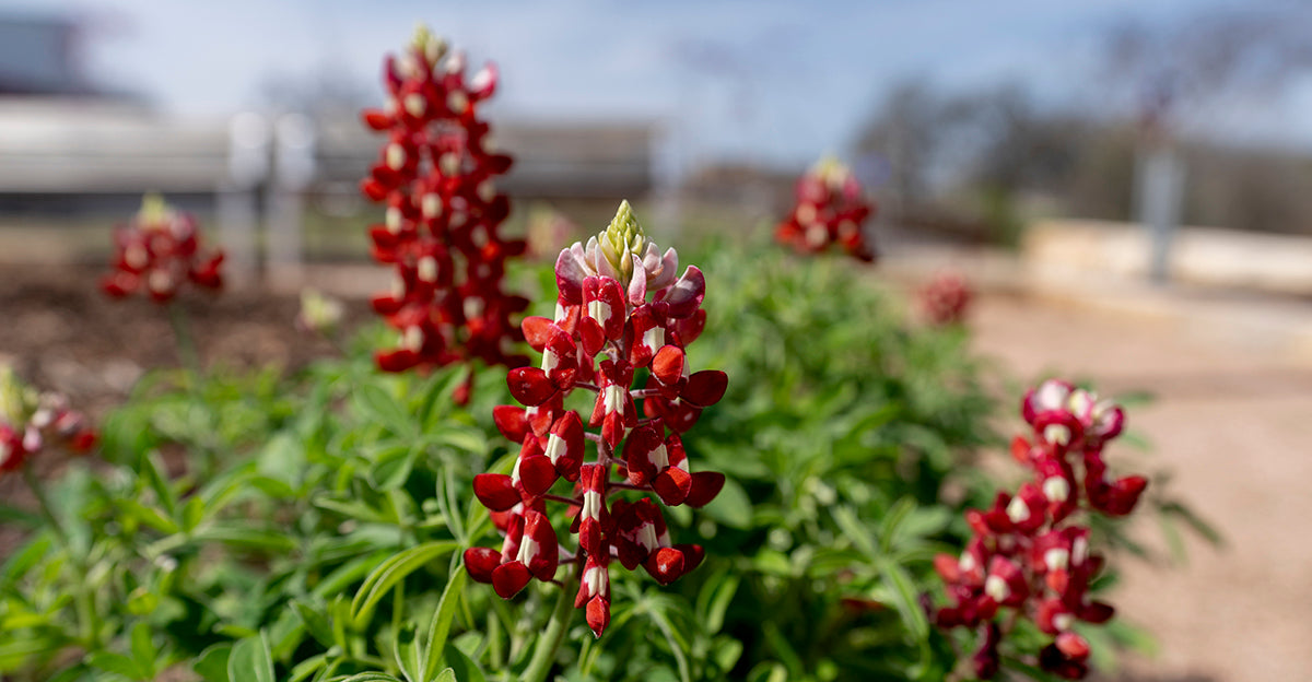 Red Texas Bluebonnets Seeds