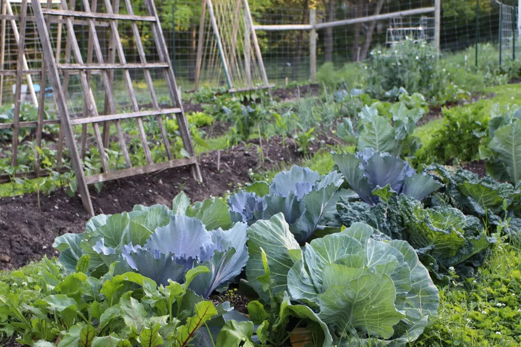 Days Good Storage And Transportation Cabbage For Sowing – Heirloom, Non-GMO, High Germination Organic Garden Seeds