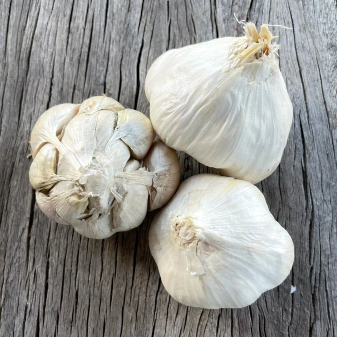 Garlic California Late Bulbs