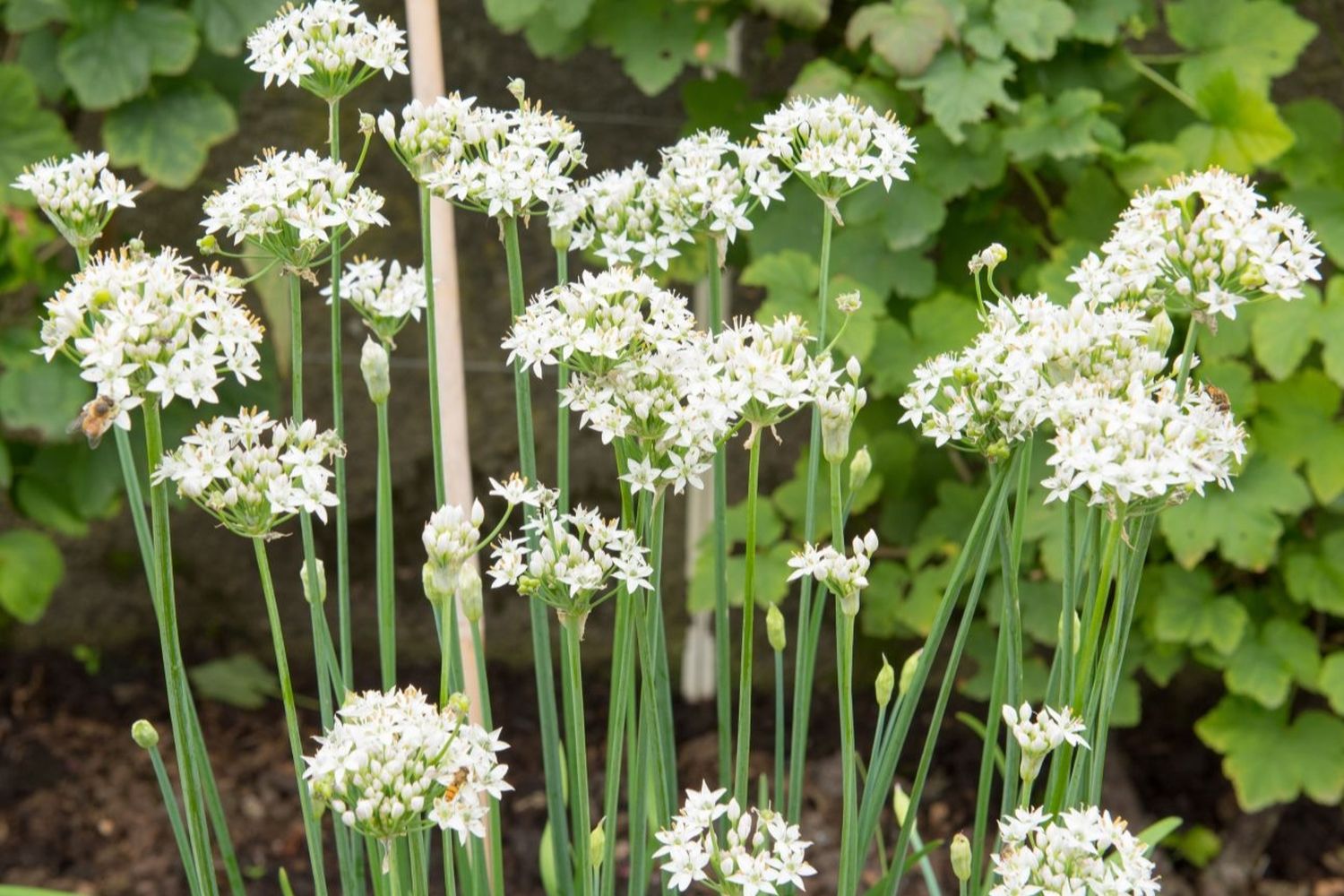 Garlic Chives Seeds