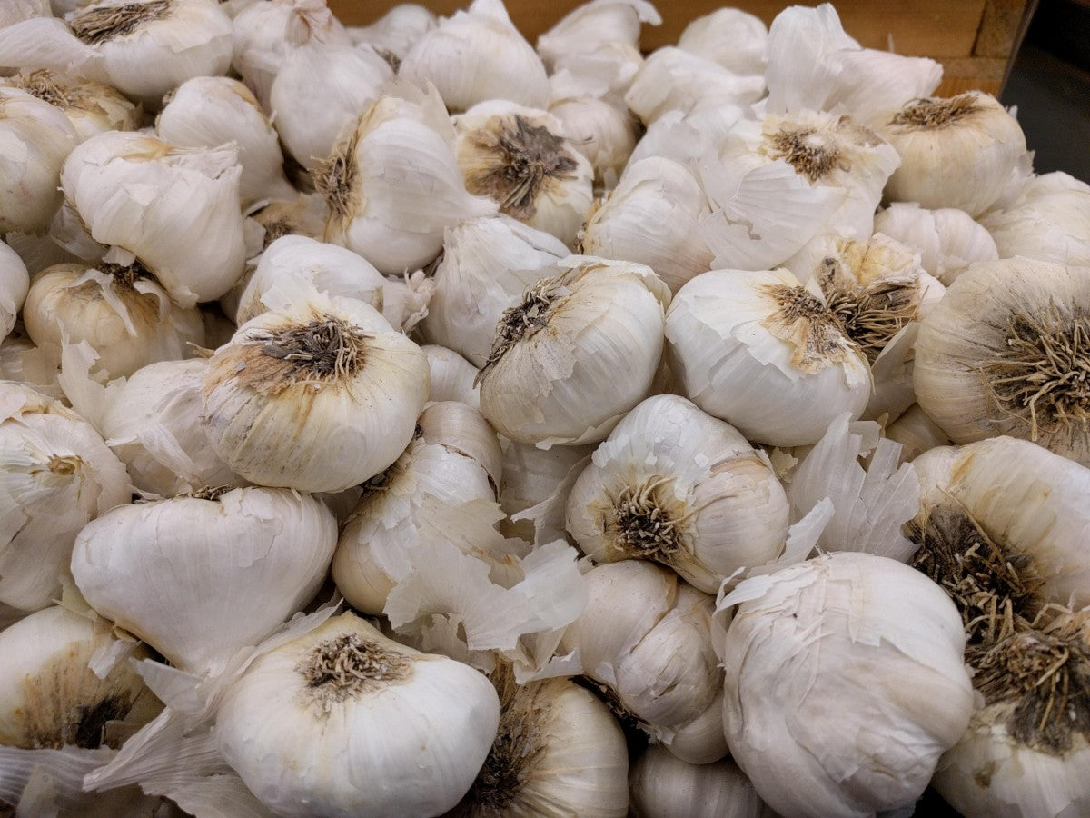 Garlic S&H Silver Bulbs